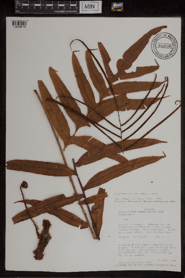 Blechnum acutum image