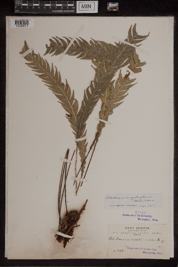 Blechnum angustifolium image