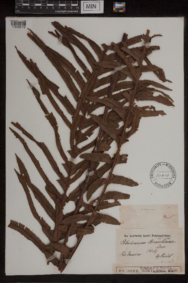 Blechnum brasiliense image