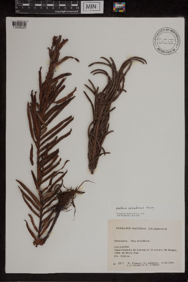 Blechnum columbiense image