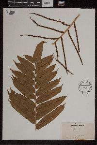 Media resource of Blechnum capense