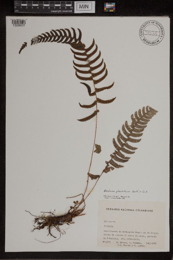 Blechnum glandulosum image