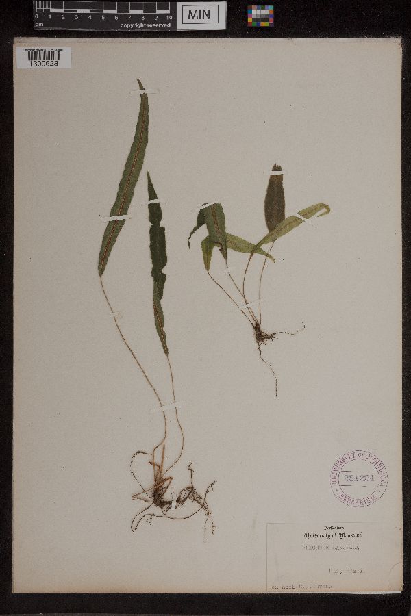 Blechnum lanceola image