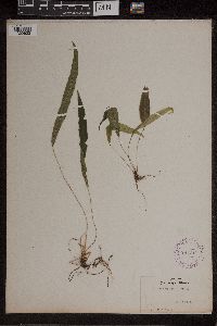 Media resource of Blechnum lanceola