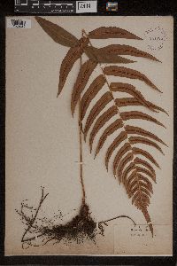 Blechnum occidentale image