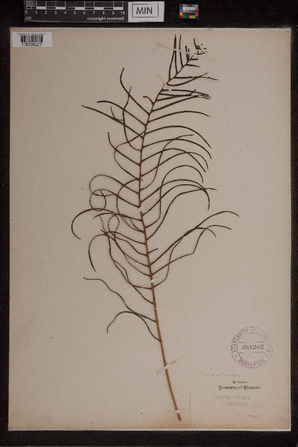Blechnum tabulare image