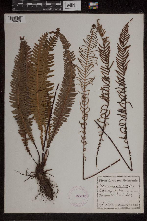 Blechnum image