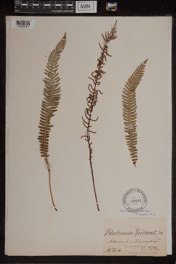 Blechnum spicant image