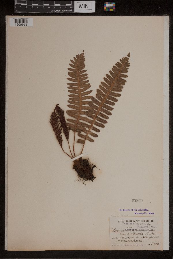Blechnum inflexum image