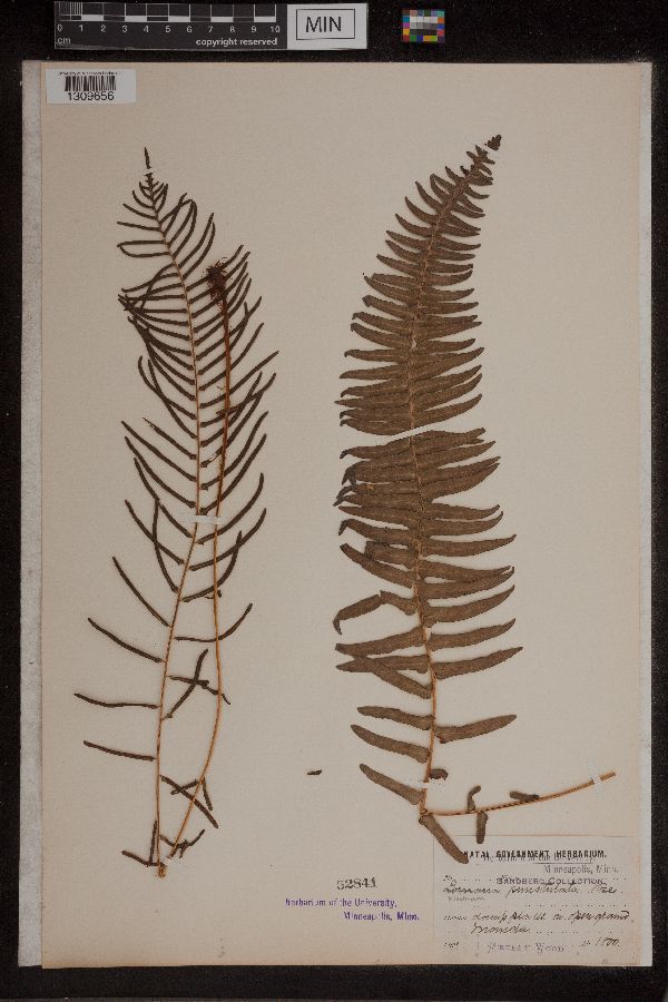 Blechnum punctulatum image