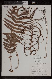 Blechnum capense image