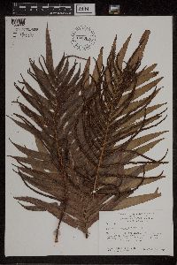 Blechnum capense image