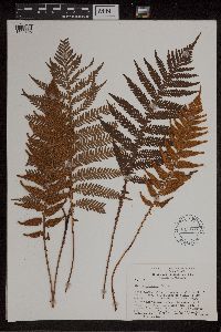 Media resource of Blechnum fraseri