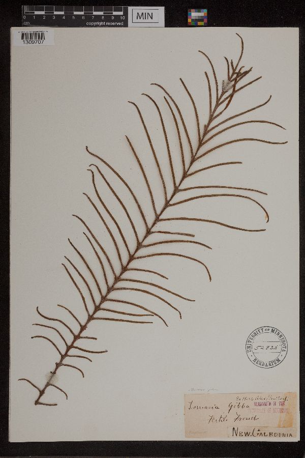 Blechnum gibbum image