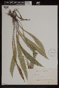 Blechnum lanceolatum image