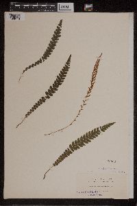 Blechnum lanceolatum image