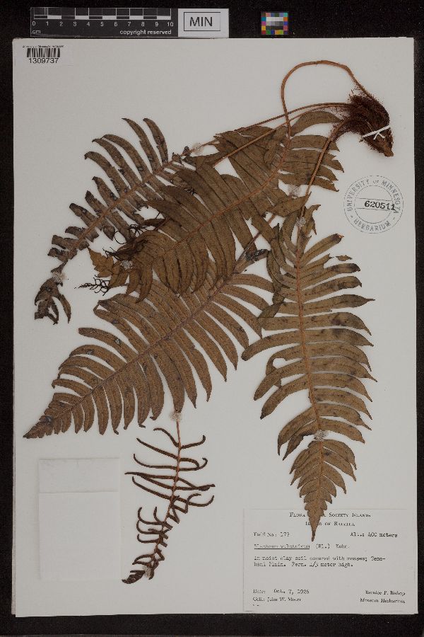 Blechnum vulcanicum image