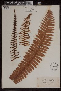 Blechnum vulcanicum image