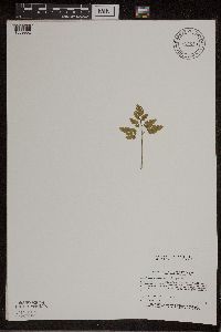 Thumbnail image of current specimen
