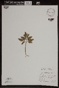 thumbnail image of current specimen