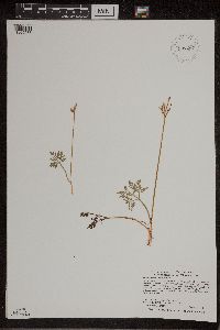 thumbnail image of current specimen
