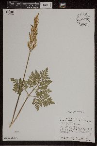 thumbnail image of current specimen