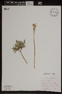 thumbnail image of current specimen