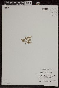 thumbnail image of current specimen