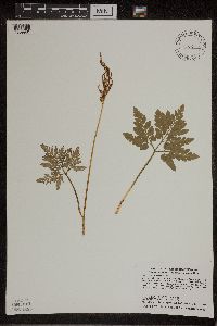 thumbnail image of current specimen