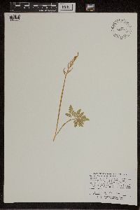Thumbnail image of current specimen