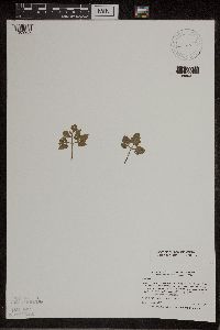 Thumbnail image of current specimen