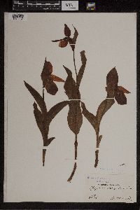 Media resource of Cypripedium macranthos