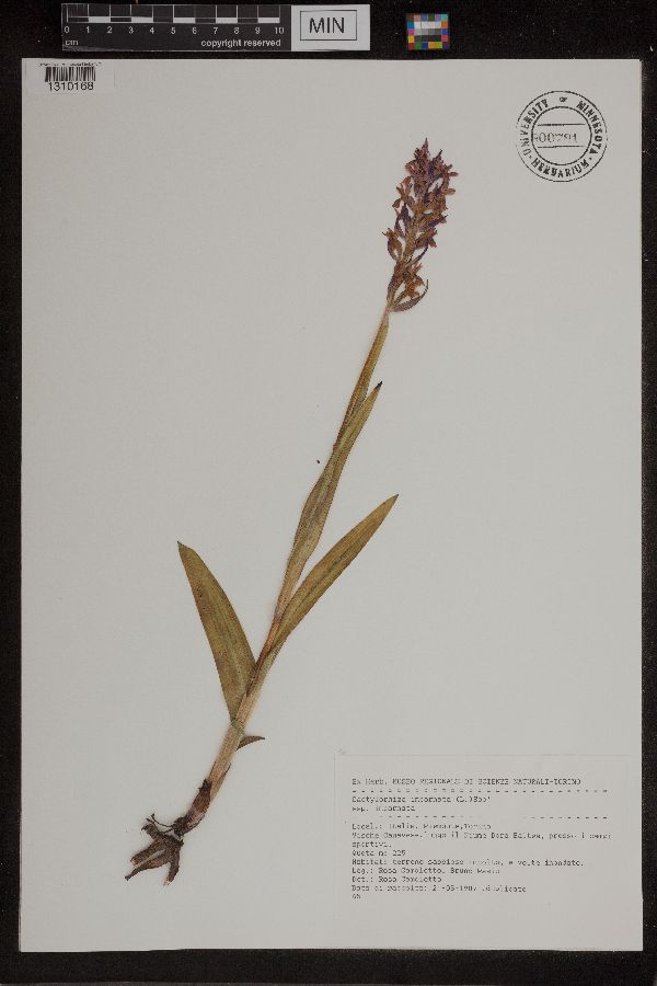Dactylorhiza incarnata image