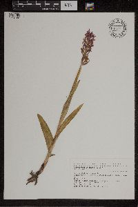 Media resource of Dactylorhiza incarnata