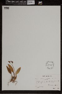 Media resource of Dendrochilum grandiflorum