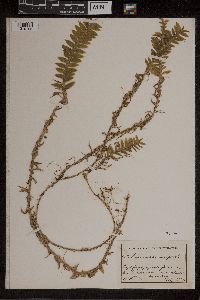 Media resource of Dichaea echinocarpa