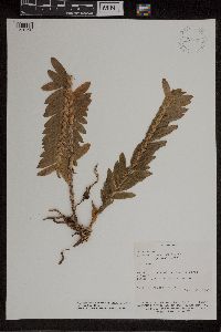 Media resource of Dichaea glauca
