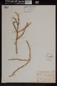 Media resource of Dichaea graminea