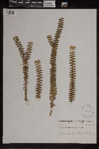 Media resource of Dichaea muricata