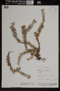 Media resource of Dichaea muricatoides