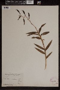 Media resource of Dilomilis montana