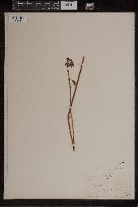 Media resource of Dipodium punctatum