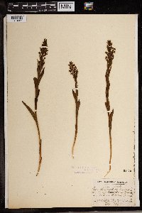 Image of Disa stachyoides