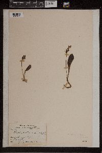 Image of Disa spathulata