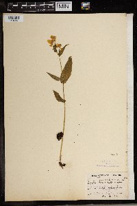 Media resource of Disperis fanniniae