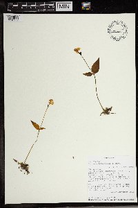 Media resource of Disperis latigaleata