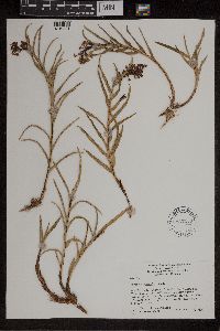 Image of Earina autumnalis