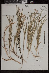 Image of Earina mucronata