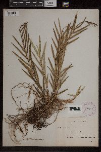 Image of Earina suaveolens