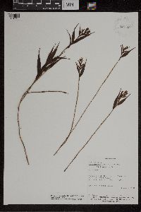 Image of Elleanthus tonduzii